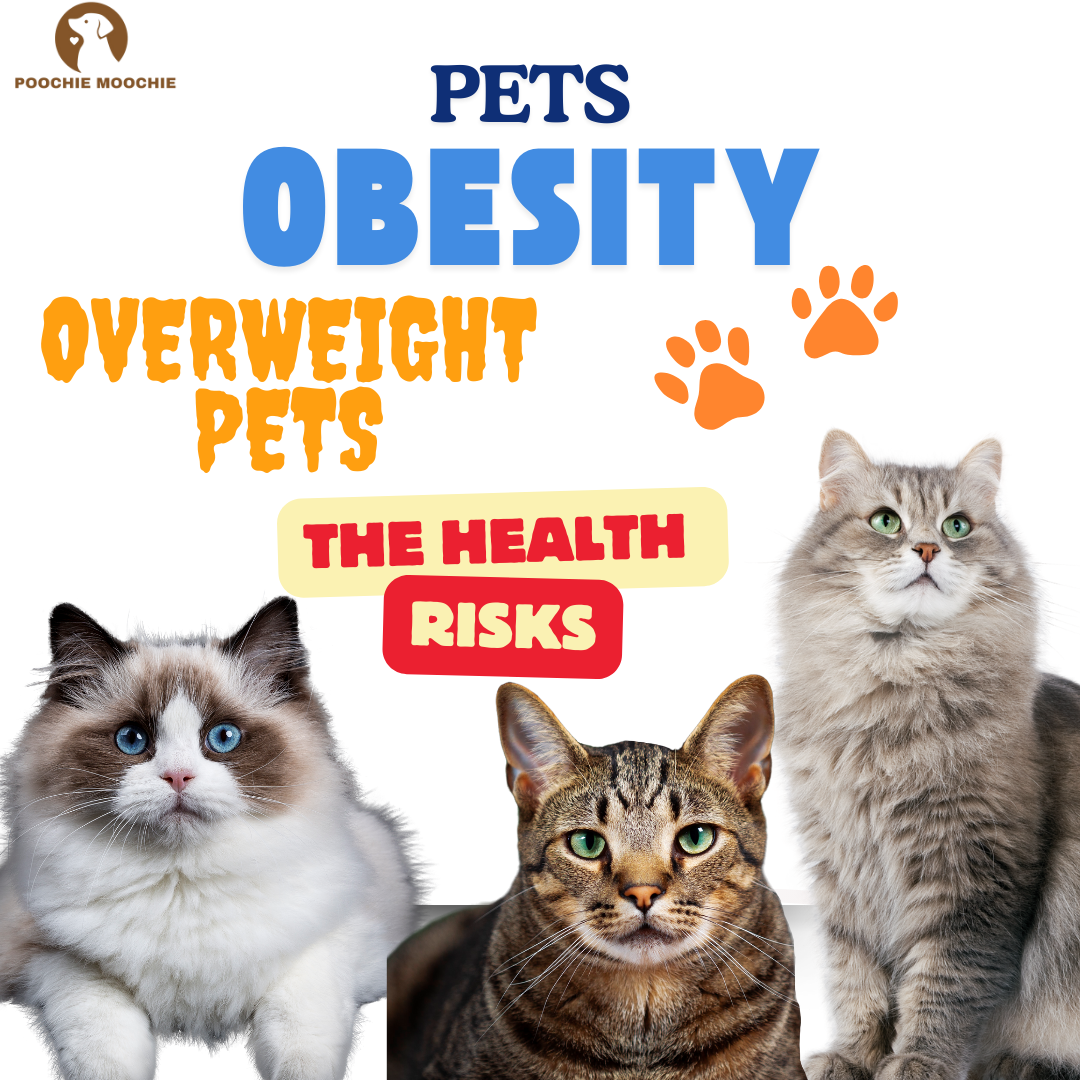 Overweight Pets: The Health Risks and How to Support Natural Weight Loss