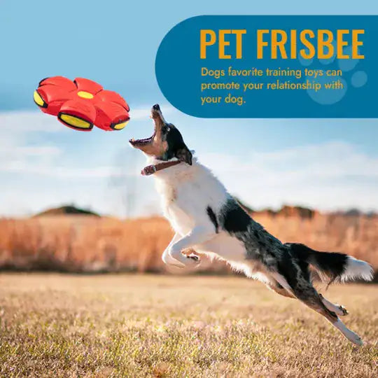 Pet Flying Saucer Ball  Happy Pet3   